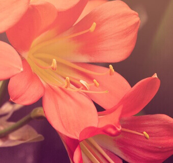 Эта тема назвается SimplePuzzle!